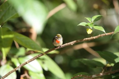 Zeytin taçlı çiçek gagalı (