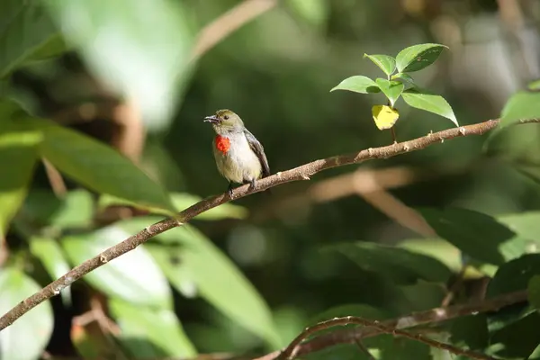 stock image The olive-crowned flowerpecker (Dicaeum pectorale) is a small passerine bird in the flowerpecker family, Dicaeidae. It is found in far western New Guinea and on adjacent islands.