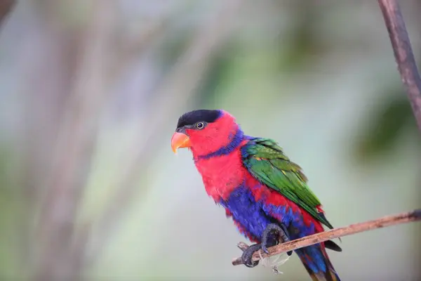 Stock image The black-capped lory (Lorius lory) also known as western black-capped lory or the tricolored lory, is a parrot found in New Guinea and adjacent smaller islands.