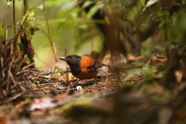 The hooded pitohui (Pitohui dichrous) is a species of bird in the genus Pitohui found in New Guinea. This photo was taken in Arfak mountain, west Papua, Indonesia. clipart