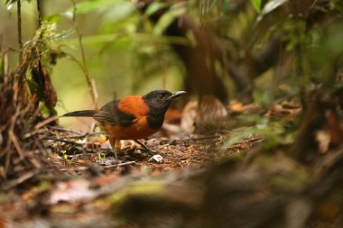 The hooded pitohui (Pitohui dichrous) is a species of bird in the genus Pitohui found in New Guinea. This photo was taken in Arfak mountain, west Papua, Indonesia. clipart