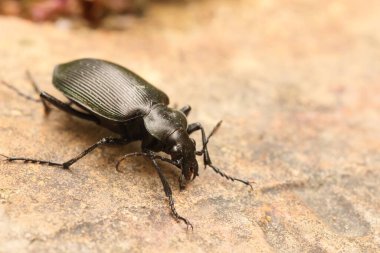 Japonya 'da Calosoma Maximowiczi yer böceği