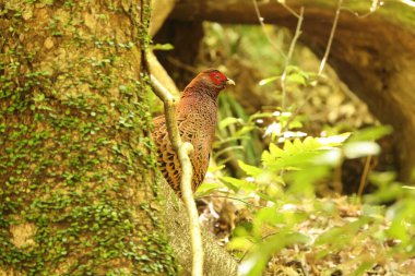 Copper Pheasant (Syrmaticus soemmerringii subrufus) male in Japan  clipart