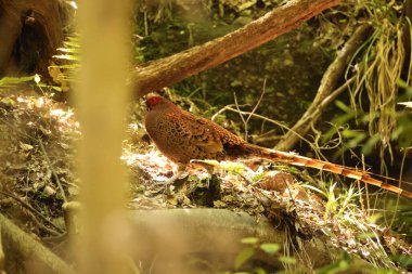 Copper Pheasant (Syrmaticus soemmerringii subrufus) male in Japan  clipart