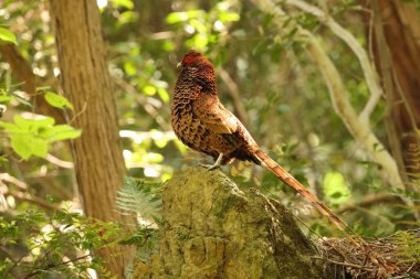 Copper Pheasant (Syrmaticus soemmerringii subrufus) male in Japan  clipart