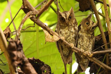 Sulawesi baykuşu (Otus manadensis), Endonezya 'nın Sulawesi adasında bulunan baykuş türüdür. Bu fotoğraf Tangkoko Milli Parkı 'nda çekildi..