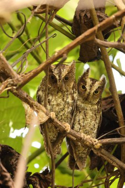 Sulawesi baykuşu (Otus manadensis), Endonezya 'nın Sulawesi adasında bulunan baykuş türüdür. Bu fotoğraf Tangkoko Milli Parkı 'nda çekildi..