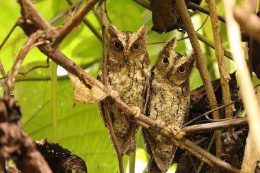 Sulawesi baykuşu (Otus manadensis), Endonezya 'nın Sulawesi adasında bulunan baykuş türüdür. Bu fotoğraf Tangkoko Milli Parkı 'nda çekildi..