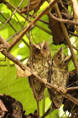 Sulawesi baykuşu (Otus manadensis), Endonezya 'nın Sulawesi adasında bulunan baykuş türüdür. Bu fotoğraf Tangkoko Milli Parkı 'nda çekildi..