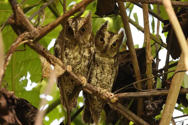 Stock image The Sulawesi scops owl (Otus manadensis) is an owl found on the Sulawesi island of Indonesia. This photo was taken in Tangkoko national park.