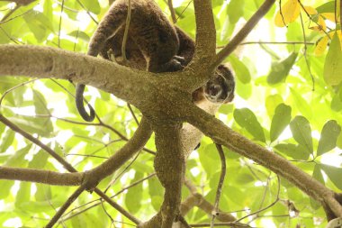 Sulawesi bear cuscus, also known as the Sulawesi bear phalanger (Ailurops ursinus), is a species of arboreal marsupial in the family Phalangeridae. clipart