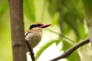 Sulawesi leylak kralbalıkçısı (