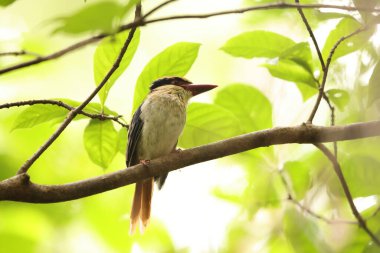 Sulawesi leylak kralbalıkçısı (