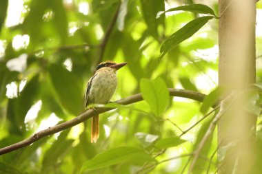 Sulawesi leylak kralbalıkçısı (