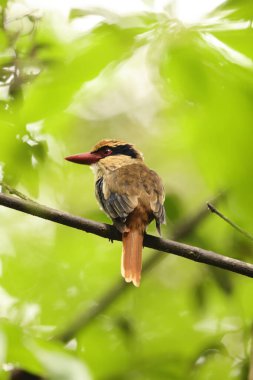 Sulawesi leylak kralbalıkçısı (