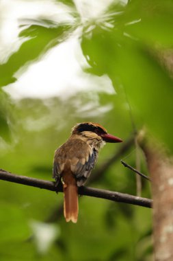Sulawesi leylak kralbalıkçısı (