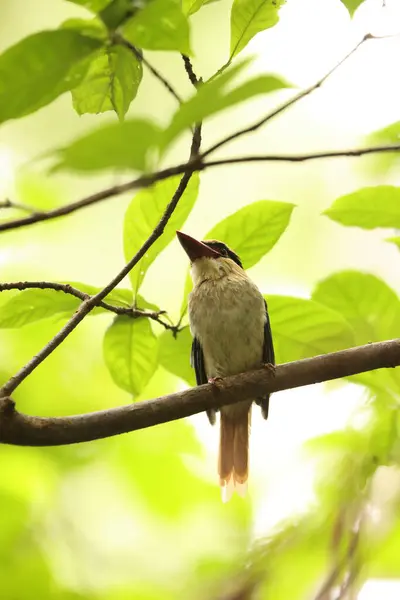 Stock image The Sulawesi lilac kingfisher (Cittura cyanotis) is a species of kingfisher in the genus Cittura, found in the lowlands of the Indonesia island of Sulawesi 