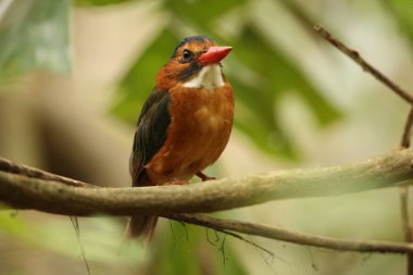 Yeşil sırtlı kral balığı (