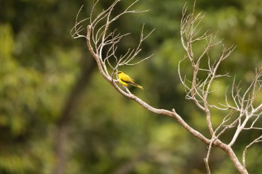 Oriolus chinensis celebensis (Oriolus chinensis celebensis), Asya 'nın birçok bölgesinde bulunan bir kuş türü. Bu fotoğraf Endonezya 'nın Sulawesi adasındaki Tangkoko Milli Parkı' nda çekildi..