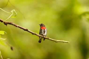 Gri kenarlı çiçek gagalı (Dicaeum celebicum), Dicaeidae familyasından bir kuş türü. Endonezya 'nın Sulawesi adasına özgüdür..