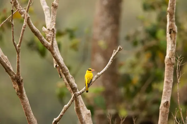 Stock image Black-naped oriole (Oriolus chinensis celebensis) is a passerine bird in the oriole family that is found in many parts of Asia. This photo was taken in Tangkoko National Park, Sulawesi island, Indonesia.