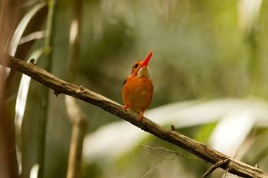 The Sulawesi dwarf kingfisher (Ceyx fallax) is a species of bird in the family Alcedinidae that is endemic to Sulawesi island, Indonesia. clipart