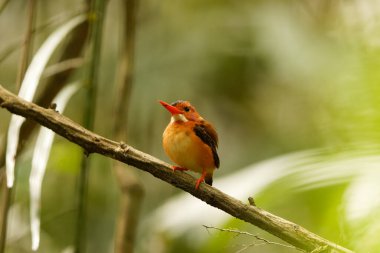 Sulawesi cüce balıkçısı (Ceyx fallax), Endonezya 'nın Sulawesi adasına özgü bir kuş türüdür..