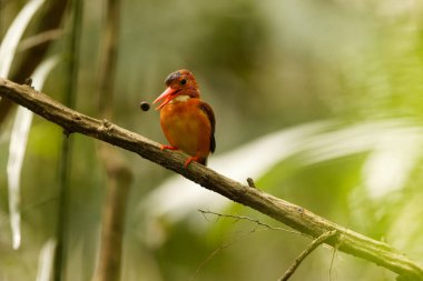 The Sulawesi dwarf kingfisher (Ceyx fallax) is a species of bird in the family Alcedinidae that is endemic to Sulawesi island, Indonesia. clipart