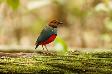 The Sulawesi pitta (Erythropitta celebensis) is a species of pitta.It is endemic to Indonesia where it occurs in Sulawesi. clipart