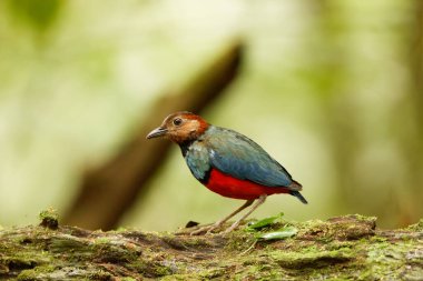 The Sulawesi pitta (Erythropitta celebensis) is a species of pitta.It is endemic to Indonesia where it occurs in Sulawesi. clipart