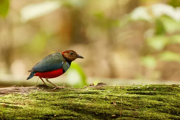 Stock image The Sulawesi pitta (Erythropitta celebensis) is a species of pitta.It is endemic to Indonesia where it occurs in Sulawesi.