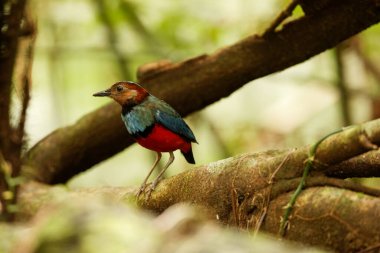 Sulawesi pittası (Erythropitta celebensis), Endonezya 'da yetişen bir pitta türüdür..