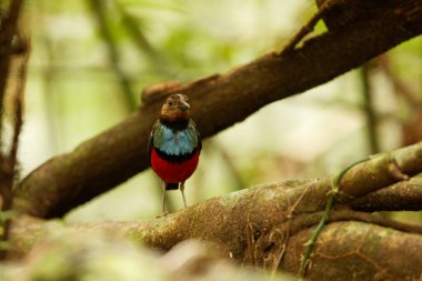 The Sulawesi pitta (Erythropitta celebensis) is a species of pitta.It is endemic to Indonesia where it occurs in Sulawesi. clipart