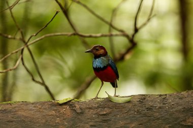 Sulawesi pittası (Erythropitta celebensis), Endonezya 'da yetişen bir pitta türüdür..