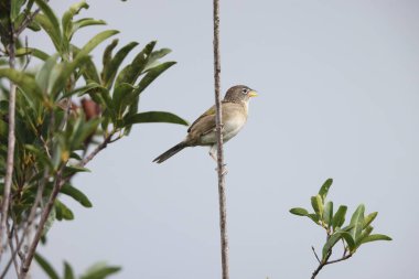 The wedge-tailed grass finch (Emberizoides herbicola) is a species of bird in the family Thraupidae. This photo was taken in Colombia. clipart