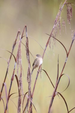 Kaz kuyruklu ispinoz (
