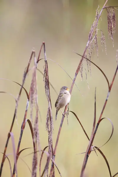 stock image The wedge-tailed grass finch (Emberizoides herbicola) is a species of bird in the family Thraupidae. This photo was taken in Colombia.