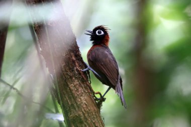 Kestane armalı karınca kuşu (