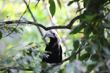 Beyaz başlı boynuz gagası (Berenicornis comatus), ayrıca uzun ibikli boynuz gagası veya beyaz ibikli boynuz gagası olarak da bilinir. Bu fotoğraf Tayland 'da çekildi..
