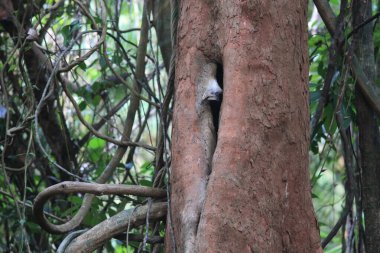 Beyaz başlı boynuz gagası (Berenicornis comatus), ayrıca uzun ibikli boynuz gagası veya beyaz ibikli boynuz gagası olarak da bilinir. Bu fotoğraf Tayland 'da çekildi..