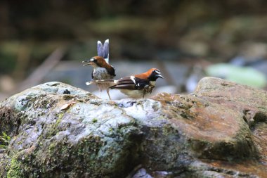 Kestaneli ön kuyruk (Enicurus ruficapillus), sinekkapangiller (Muscicapidae) familyasından bir kuş türü..