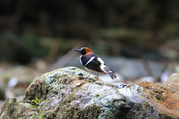 stock image The chestnut-naped forktail (Enicurus ruficapillus) is a species of bird in the flycatcher and chat family Muscicapidae.