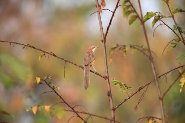 Beyaz ağızlı geveze (Argya gularis), Leiothrichidae familyasından bir kuş türü. Myanmar 'a özgü bir hastalık..