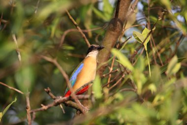 Mangrov pittası (Pitta megarhyncha), Pittidae familyasından Doğu Hindistan ve Batı Asya 'ya özgü bir kuş türü..