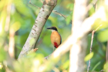 Mangrov pittası (Pitta megarhyncha), Pittidae familyasından Doğu Hindistan ve Batı Asya 'ya özgü bir kuş türü..
