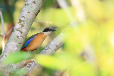 Mangrov pittası (Pitta megarhyncha), Pittidae familyasından Doğu Hindistan ve Batı Asya 'ya özgü bir kuş türü..