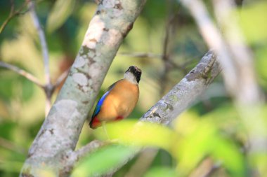 Mangrov pittası (Pitta megarhyncha), Pittidae familyasından Doğu Hindistan ve Batı Asya 'ya özgü bir kuş türü..