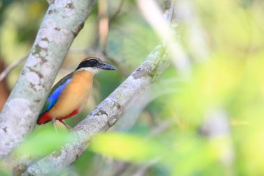 Mangrov pittası (Pitta megarhyncha), Pittidae familyasından Doğu Hindistan ve Batı Asya 'ya özgü bir kuş türü..