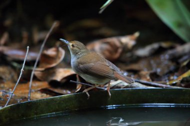 Beyaz göğüslü geveze (