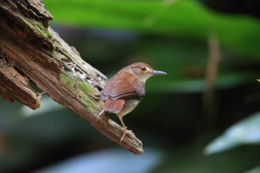 White-chested babbler or Malayan swamp babbler (Pellorneum rostratum) is a species of bird in the ground babbler family, Pellorneidae, clipart